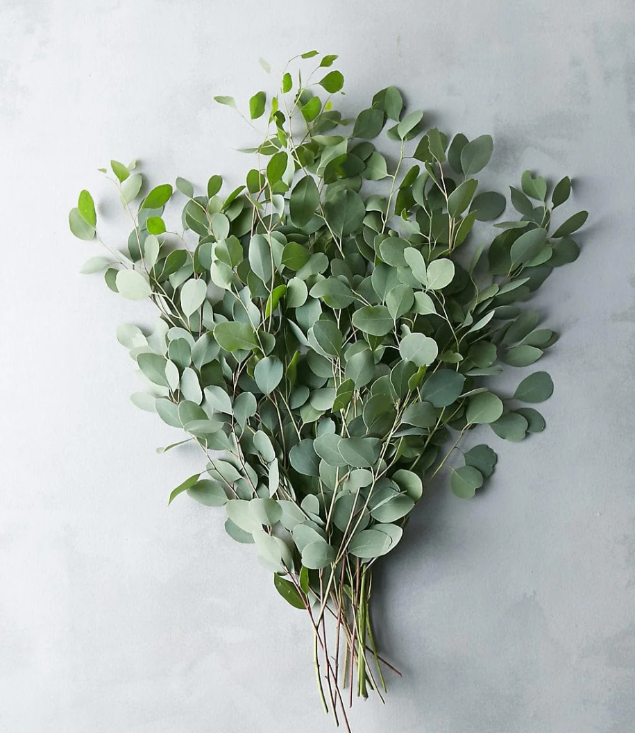 Silver Dollar Eucalyptus Bundle