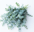 Baby Blue Eucalptus Bundle