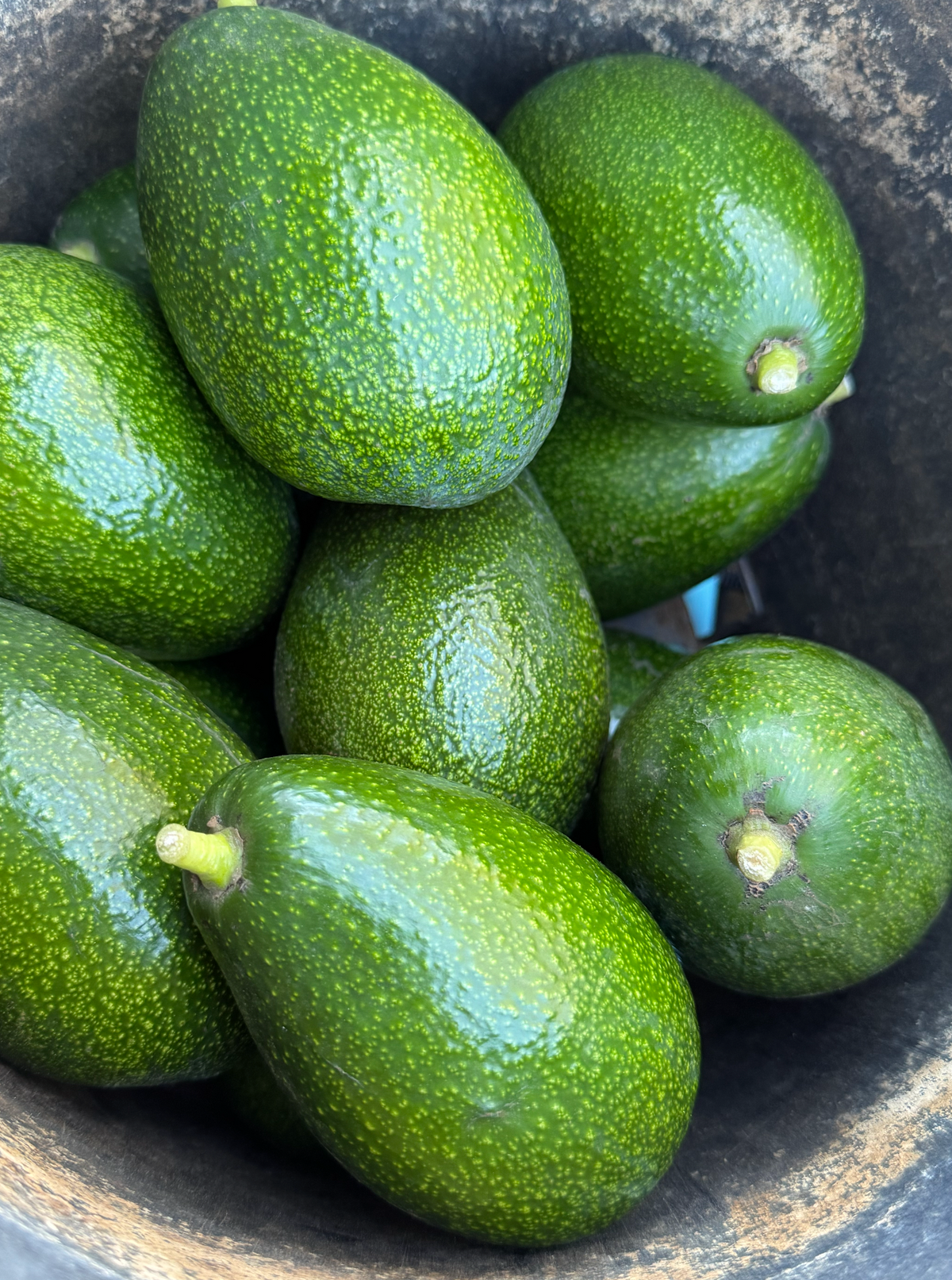 Zutano Avocados (3 lbs.)
