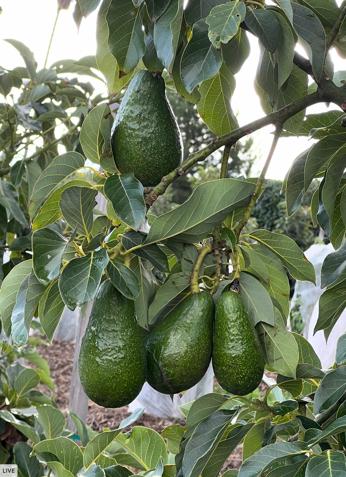 Zutano Avocados (3 lbs.)