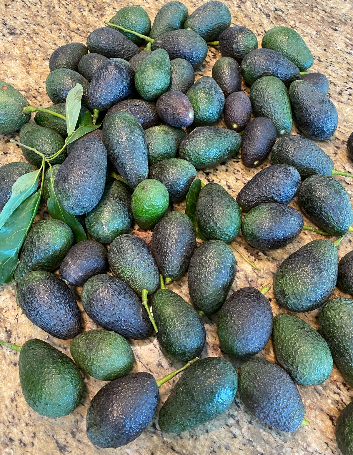 Hass Avocados (3 lbs.)